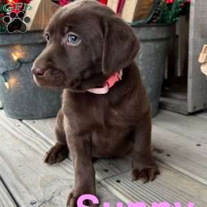 Sunny, Chocolate Labrador Retriever Puppy
